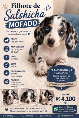 Filhote de Dachshund Arlequim