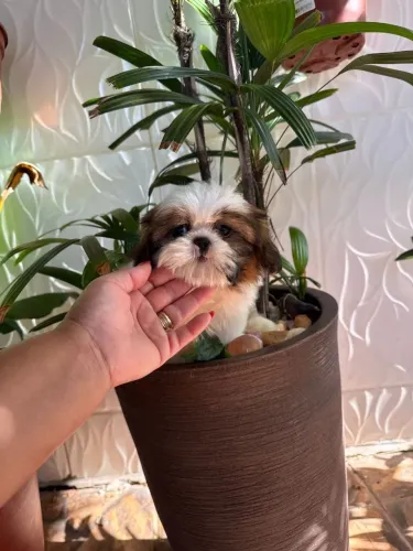 Shih Tzu micro lindinho