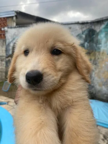 golden retriver