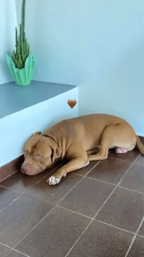 Pitbull macho disponível para cruzar