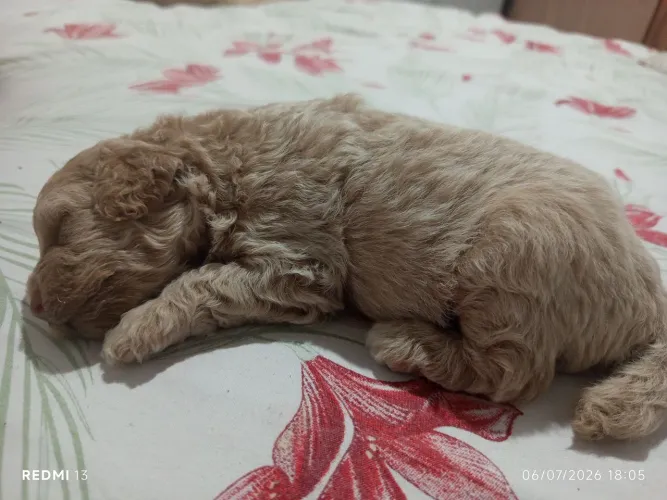 Filhote poodle