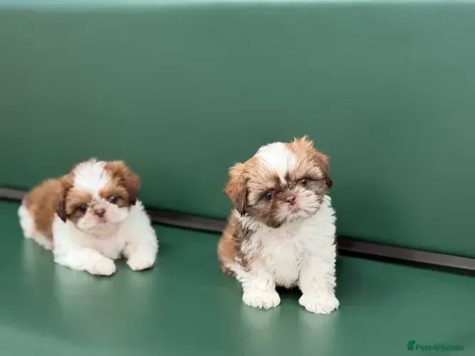Filhotes Shih tzu/ shihtzu companheiros, dóceis e amorosos
