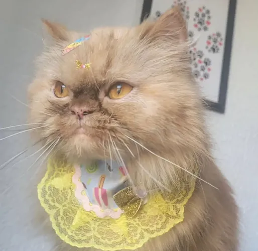 Gata persa pra cruzar