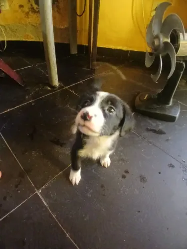 Labrador misturado com vira lata (Doação)