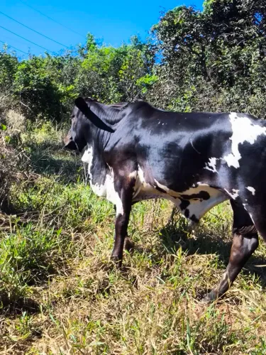 Vacas e novilhas 