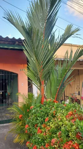 Palmeira Laca Vermelha