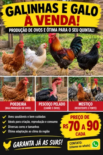 GALINHAS E GALO À VENDA