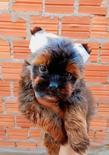 york perfeito bem pequenininho