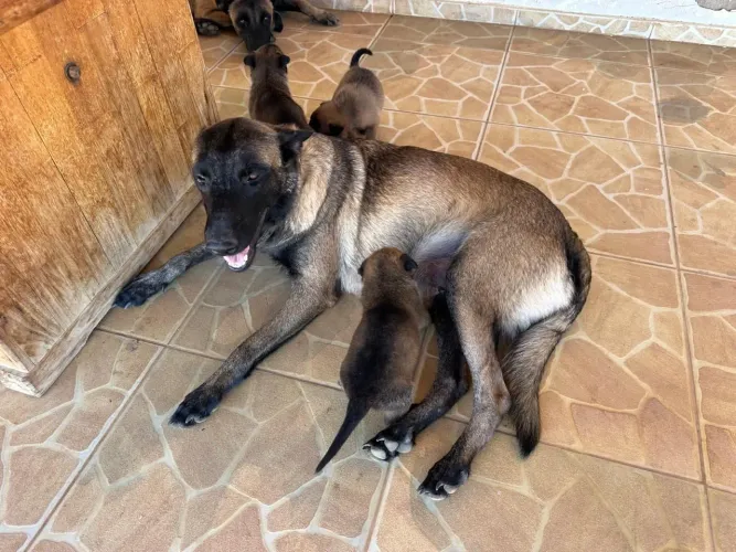 Pastor malinois