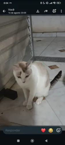 ADOÇÃO RESPONSÁVEL