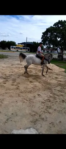 Cavalo