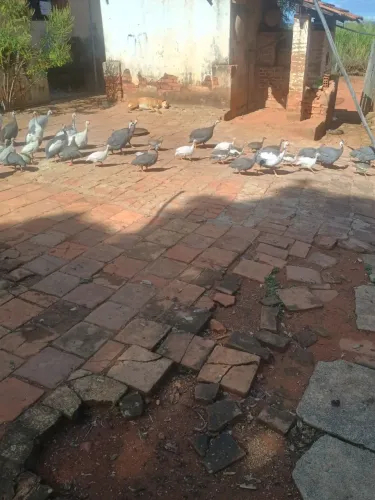 Venda de Angolas