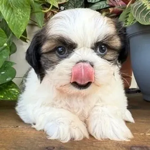 shih tzu bem pequenos