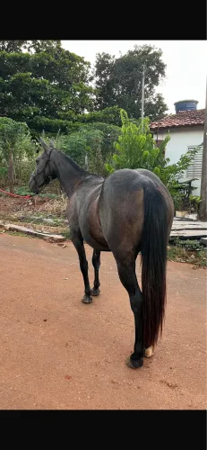 Potra Quarto de milha sem registro