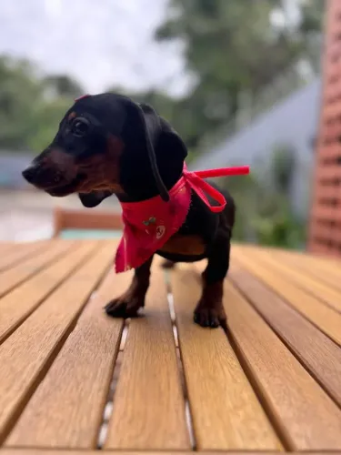 dachshund