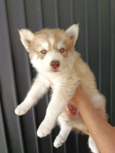 Vende-se filhote de Husky Siberiano macho