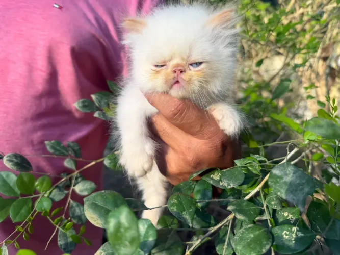 Gata persa