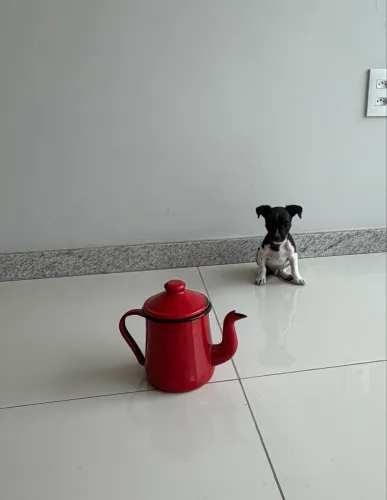 Vendo pinscher zero com 1 