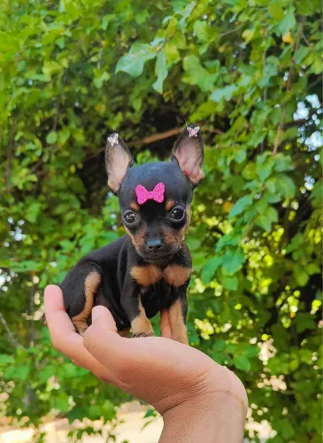 Pinsher femea com 48 dias vacinado 