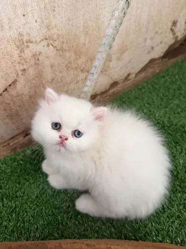 Lindo gato persa macho disponível