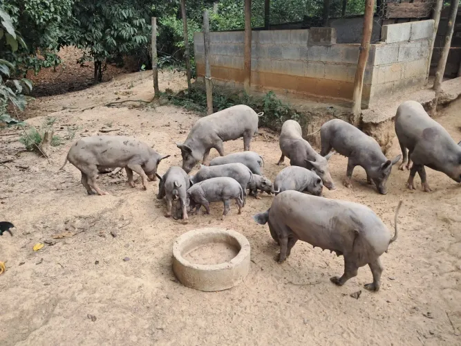 Animais ,porcos variados