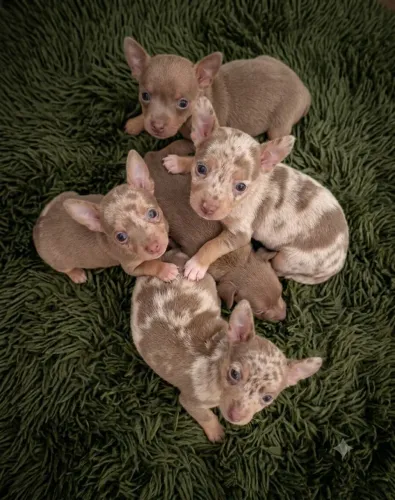 Filhotinhos de pinscher 00 miniatura. Arlequim. Dourado. Branquinho e outros maravilhosos