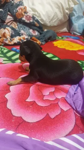 Pinscher 1 puro original, filhote macho