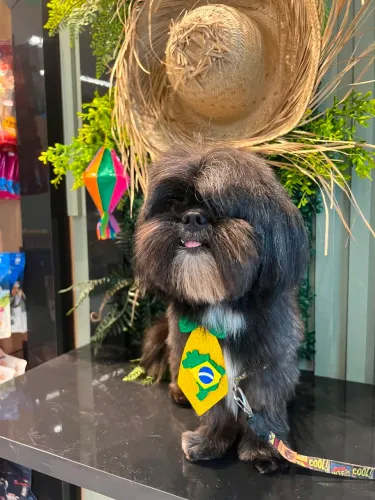 Shitzu a procura de uma namorada