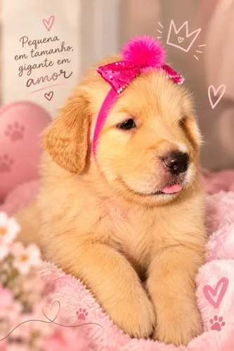 Golden Retriever filhotes
