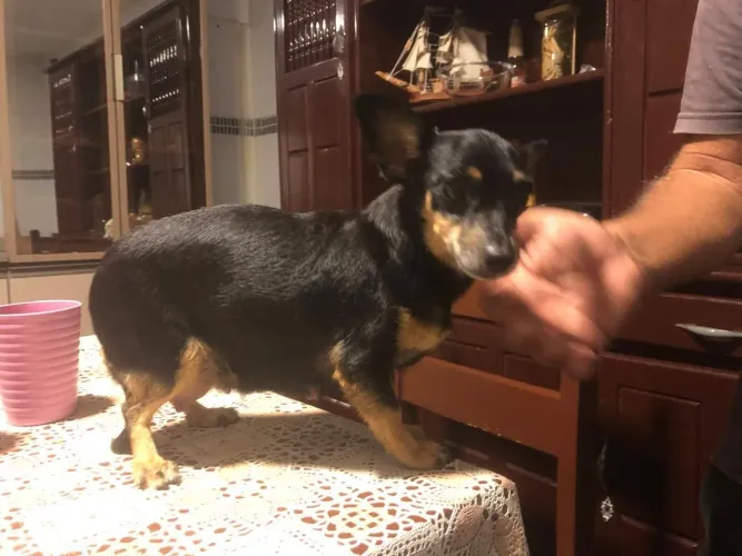 Vendo filhote de pinscher 