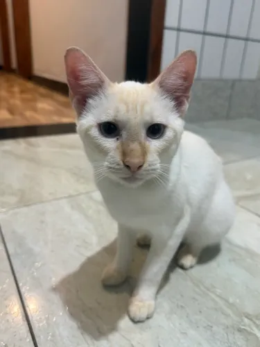 Doa se gatos