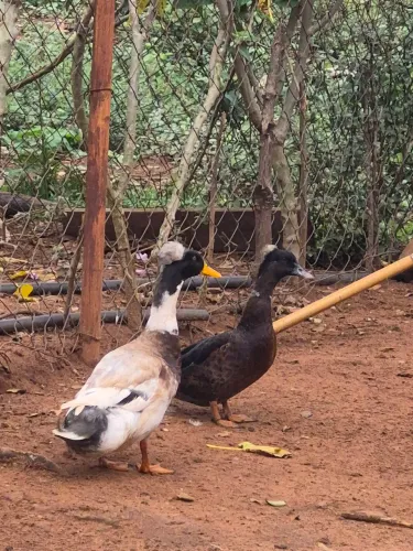 Vendo casal de marreco pompom