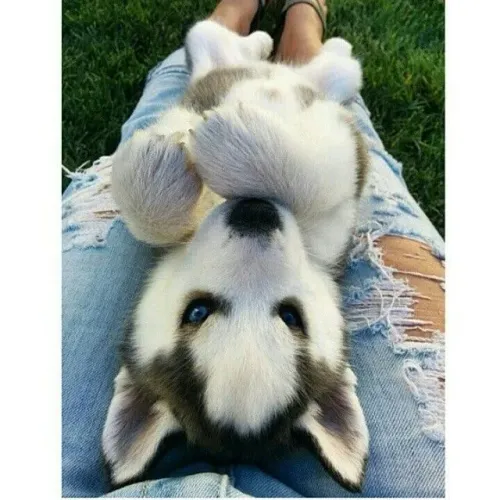 Husky siberiano um filhote criado para fazer parte da família