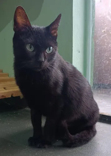 Doação de linda gatinha de 7 meses