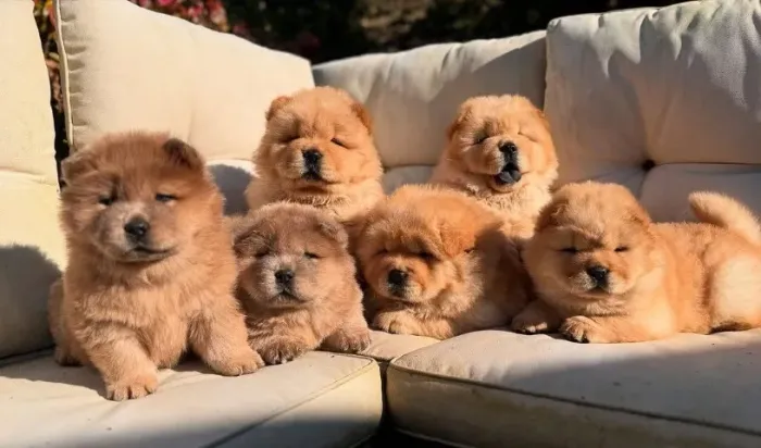 Chow chow disponivel