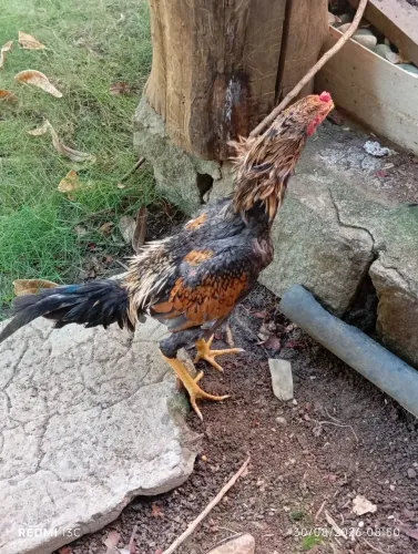 Frango índio puro