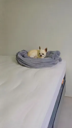 Chihuahaua macho disponível para cruza