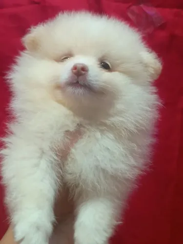 Spitz Alemão/ Lulu Com Pedigree