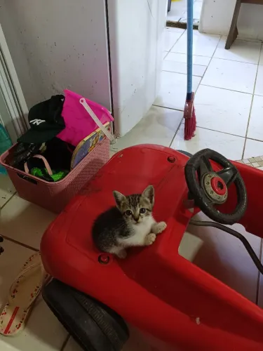 Gatinhos para doar