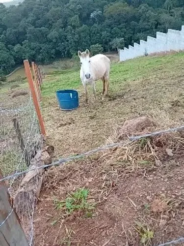Cavalo