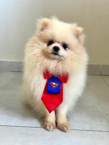 Filhote de Spitz Alemão ( Lulu da Pomerânia)