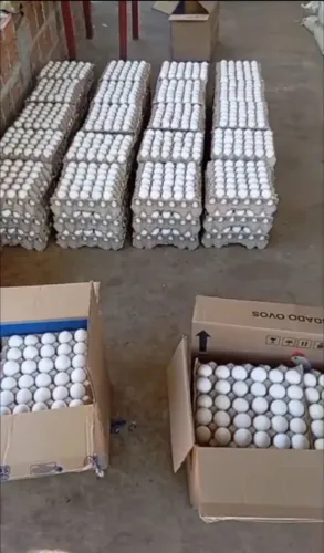 Galinhas de postura 
