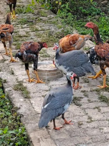Franguinhos e Angolinhas