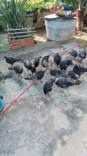 Vendas de Peru