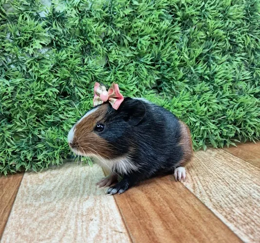 Porquinho da india
