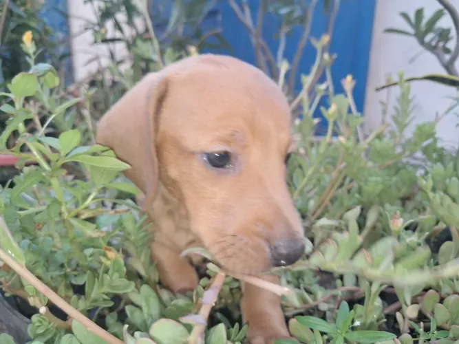 Dachshund salsicha