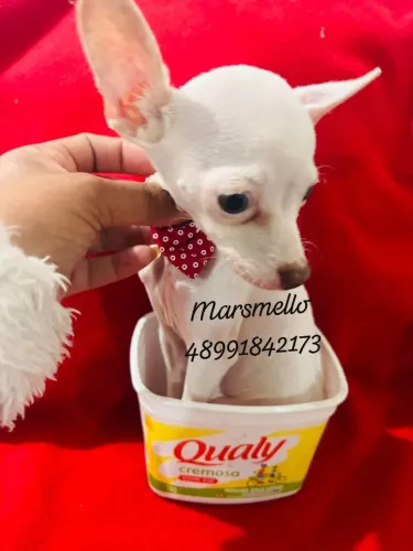Lindo pinscher machinho branco Raro 4 meses