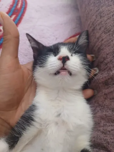 Gatinha Para Adoção