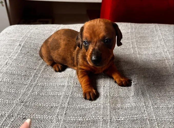 Dachshunds disponíveis!