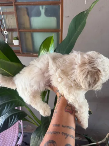 Cachorro macho shitszu puro 650 reais 